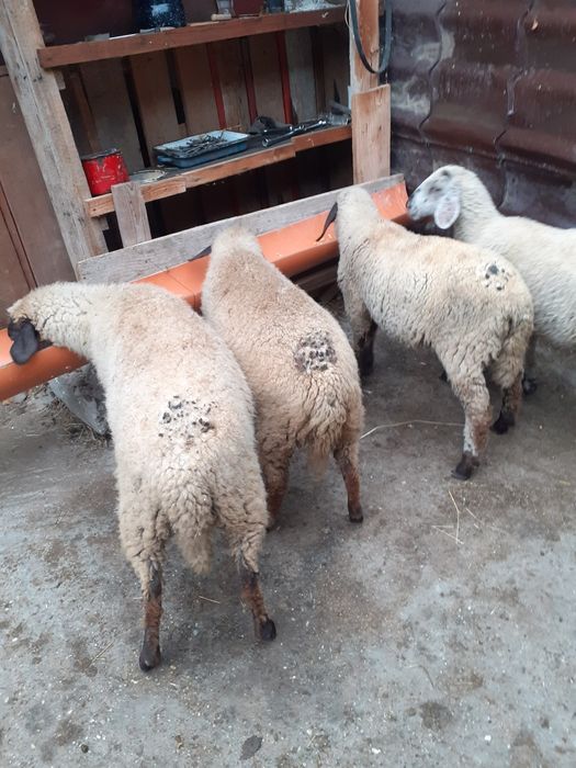 Vand miei de diferite rase carabasa si bucalai la varsta de 4 luni