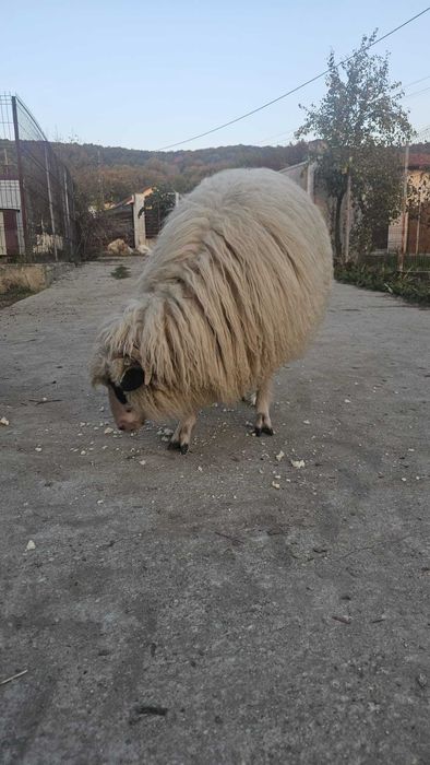 Oi tigai si berbec carabas sarbesc