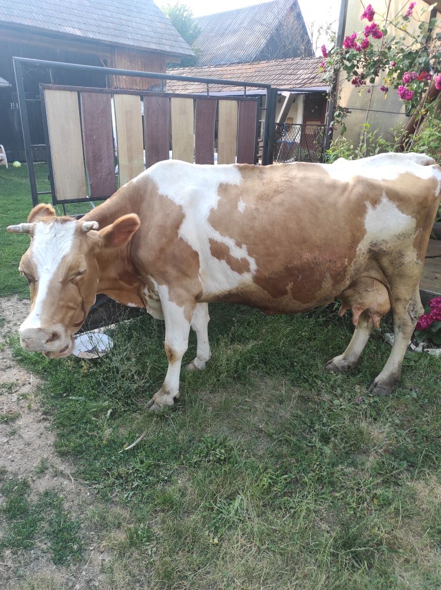 Vând vaca Bălțata Romaneasca