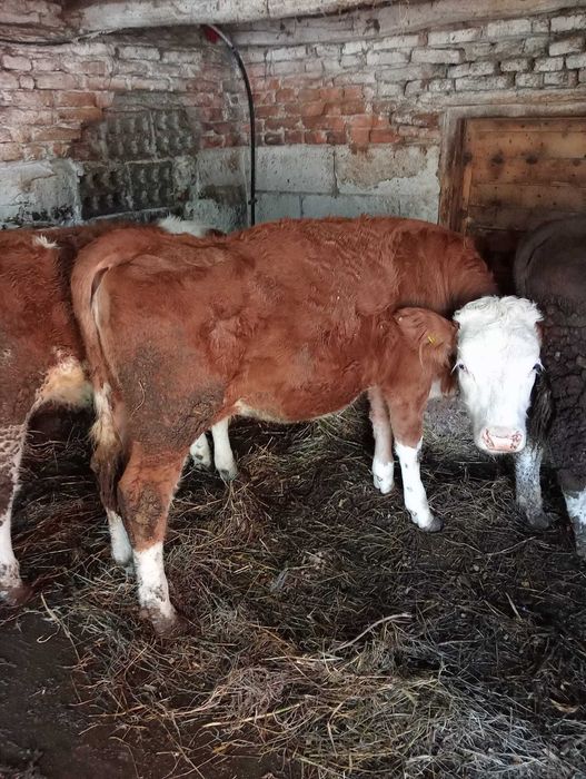 Vând vițele bălțate