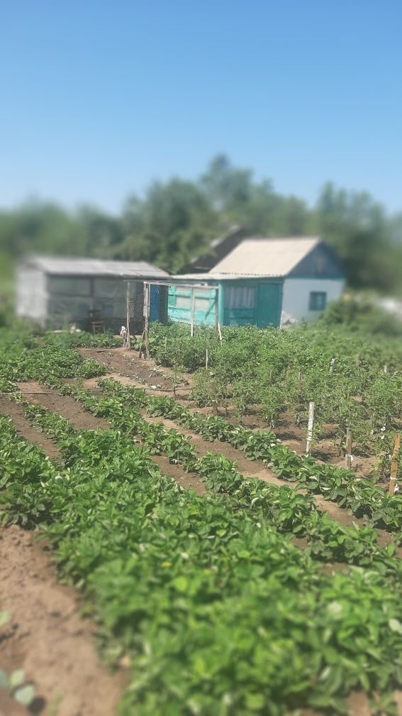 Продам дачу ухоженная