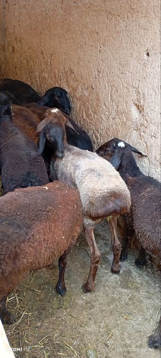 Qoʼcqorlar sotiladi soni 18 dona narxi bir joyga 4mlndan kami bor