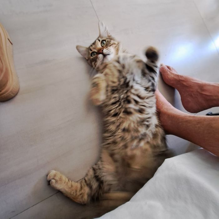 Adoptie motan castrat