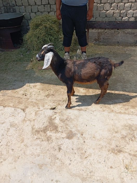 Нуми ешкі сатылады Атакент