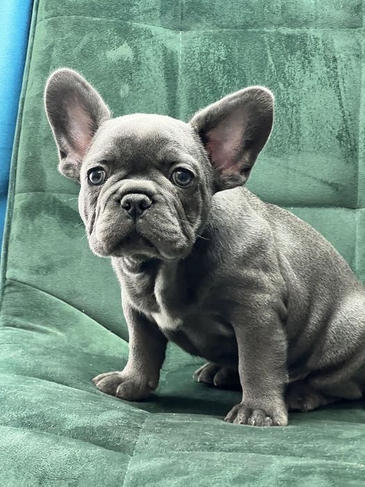 Bulldog francez baietel