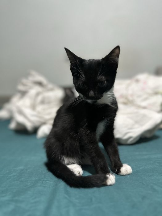 Котят в заботливую семью