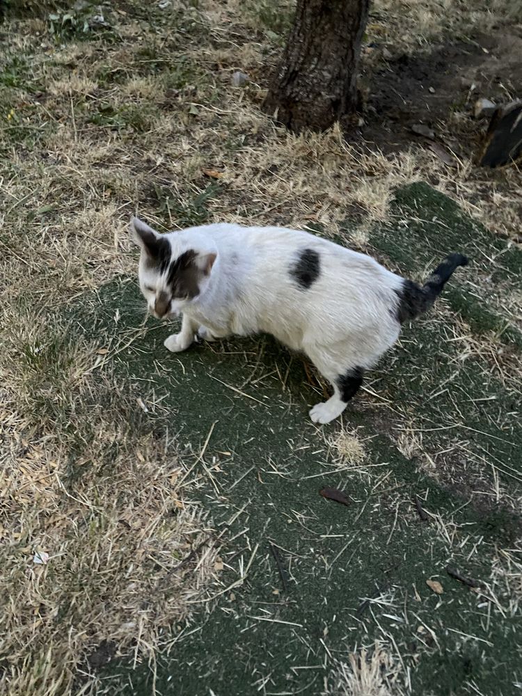 Търсим нов дом на котето Мишо