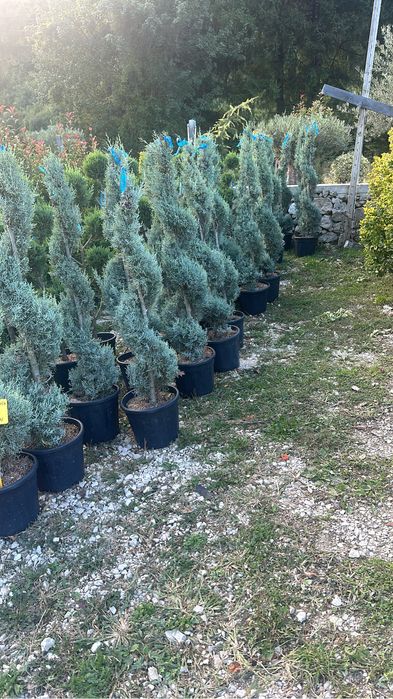 Vindem spirale arzonica si verzi  incepand cu 170 lei angro