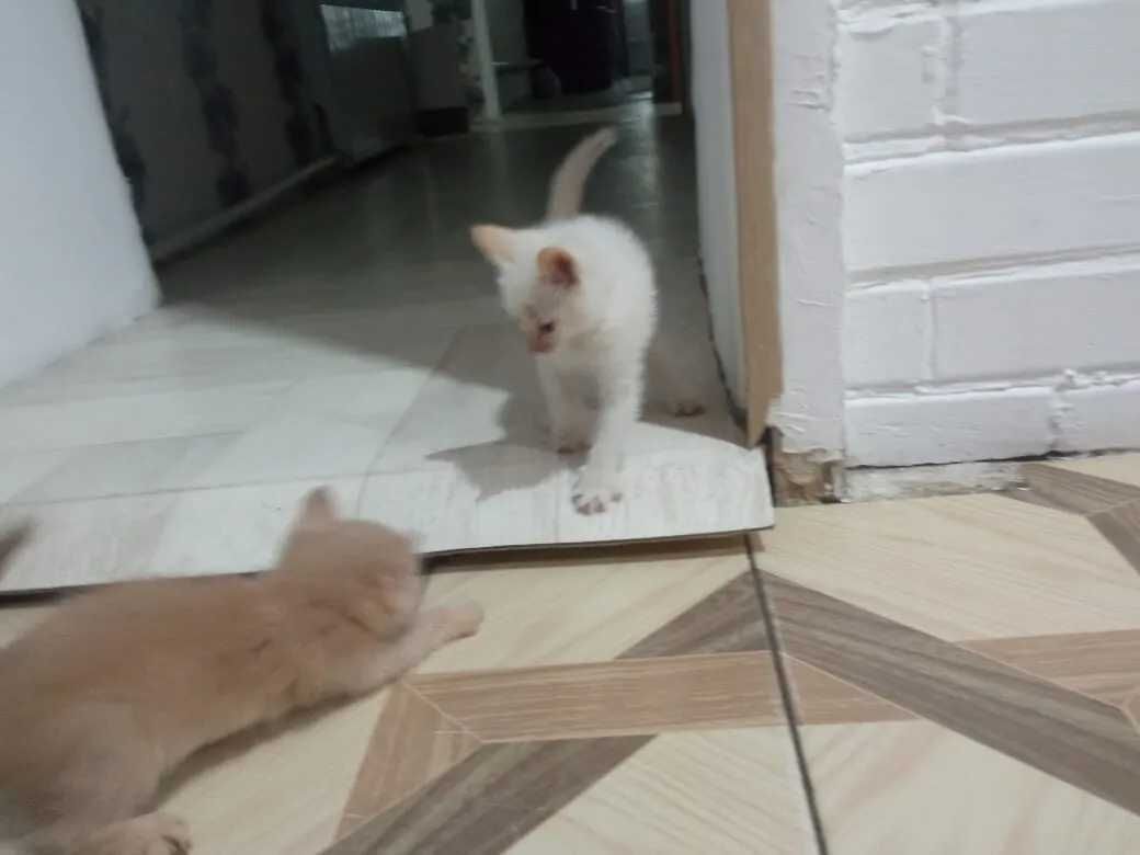 отдам бесплатно замечательных котят