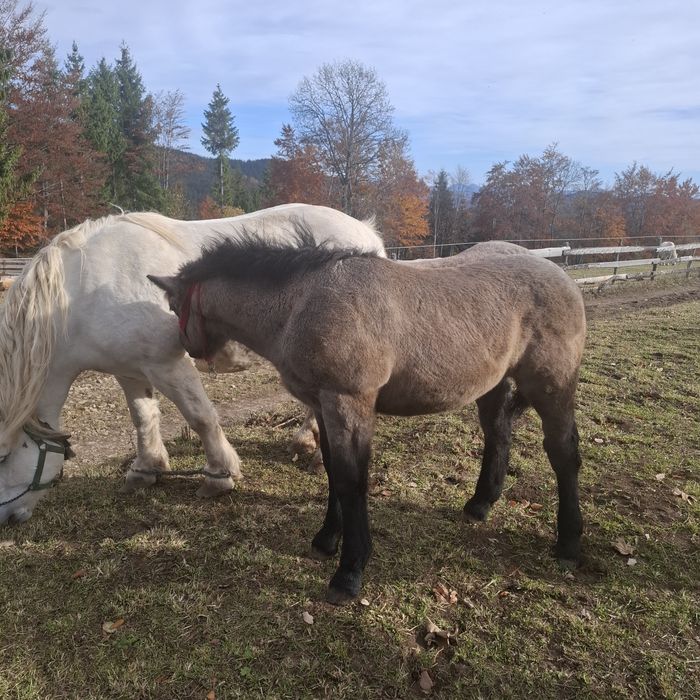 Vând 2 manze cu acte in regula
