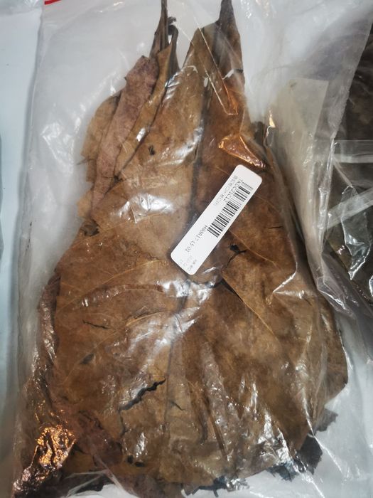 Frunze de katappa -pentru  paraziți intestinali