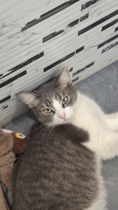 Кошечка ищет свой дом. Найдена кошка, жк Sat City