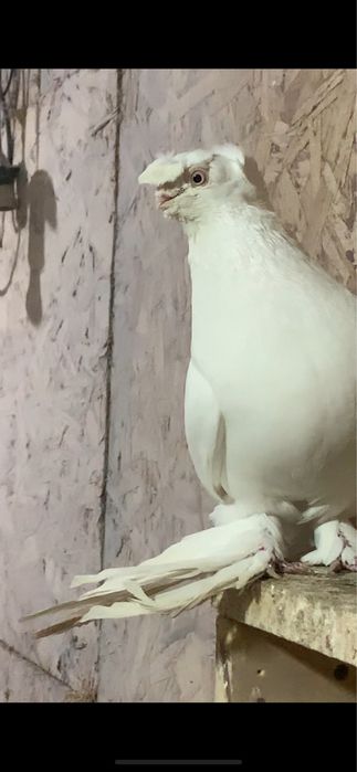 Голуби вольерные