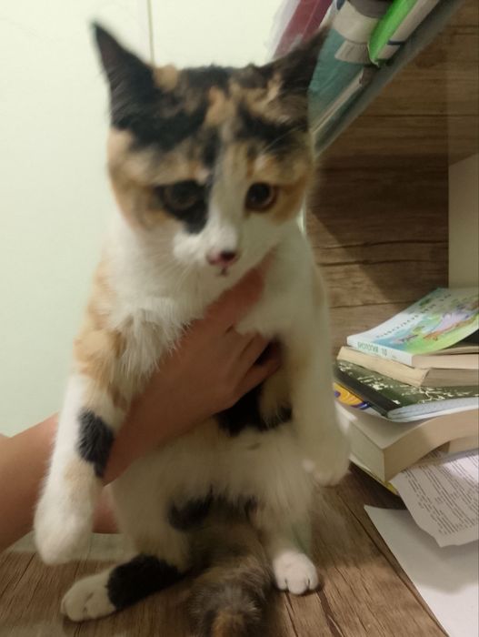 Пристраиваются котята