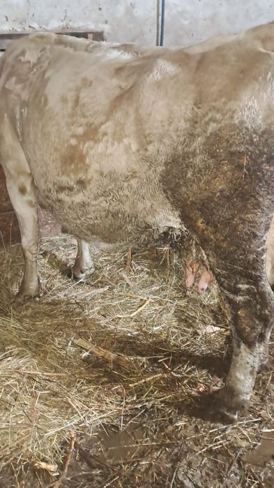 Vind  două vacii gestante în 5 luni si8 luni