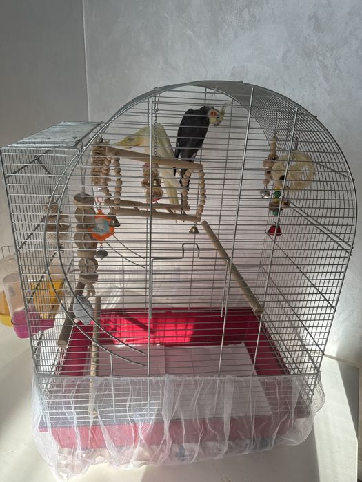 Пара попугайчиков Кореллы