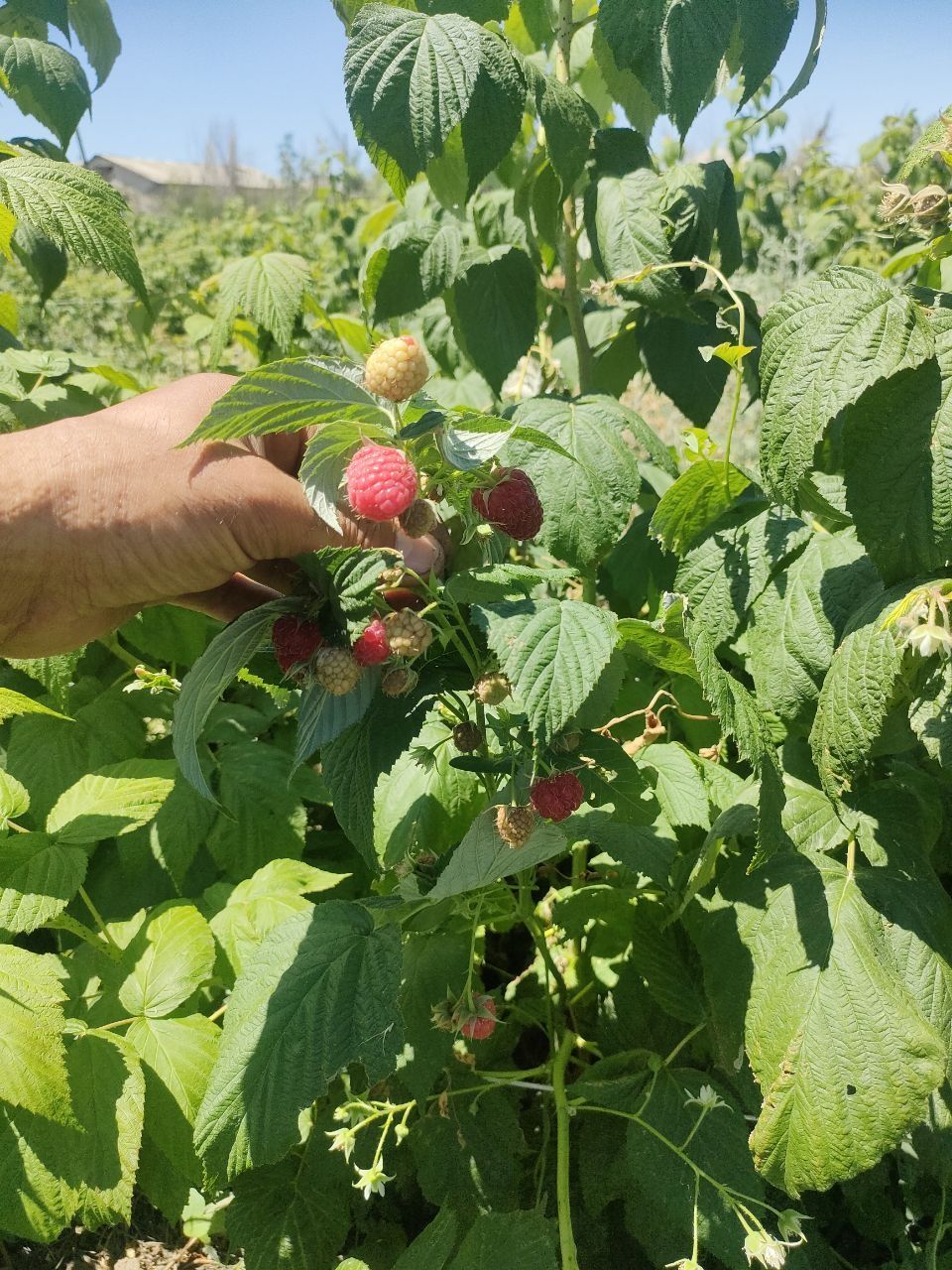 Саженцы ремантантной малины сорт Полана