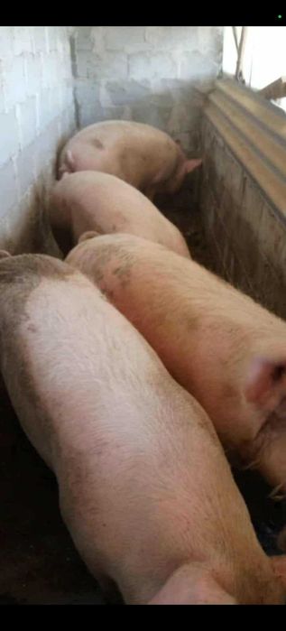 Прасета различни килограми