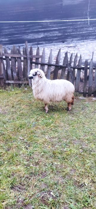 Vând o oaie și un berbec