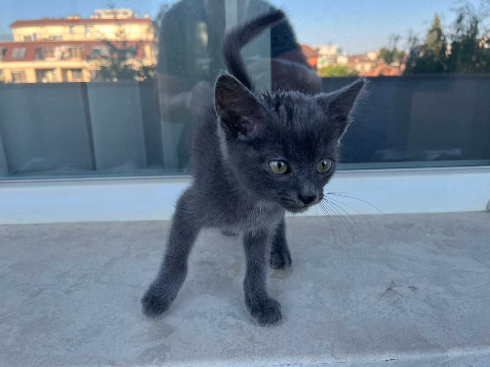 Спасено Коте търси дом
