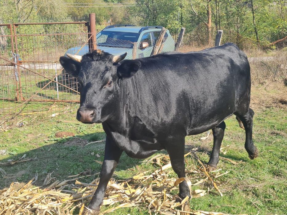 Vand vitica gestanta in 6 luni.