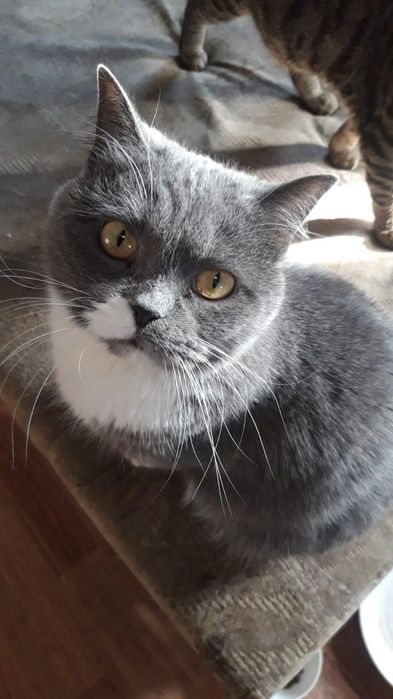 Отдам британскую кошку в хорошие руки