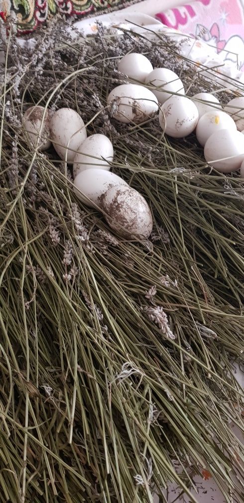 Ouă gâscă pentru incubat