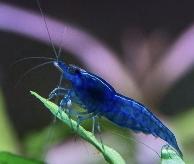 Креветки Blue Dream (Синий) Продается