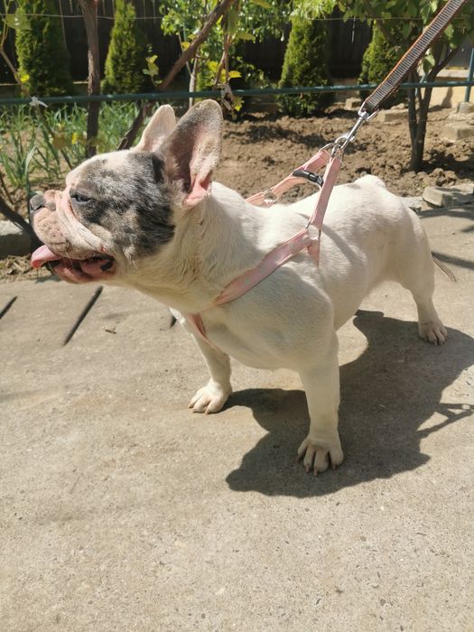 Buldog francez femela