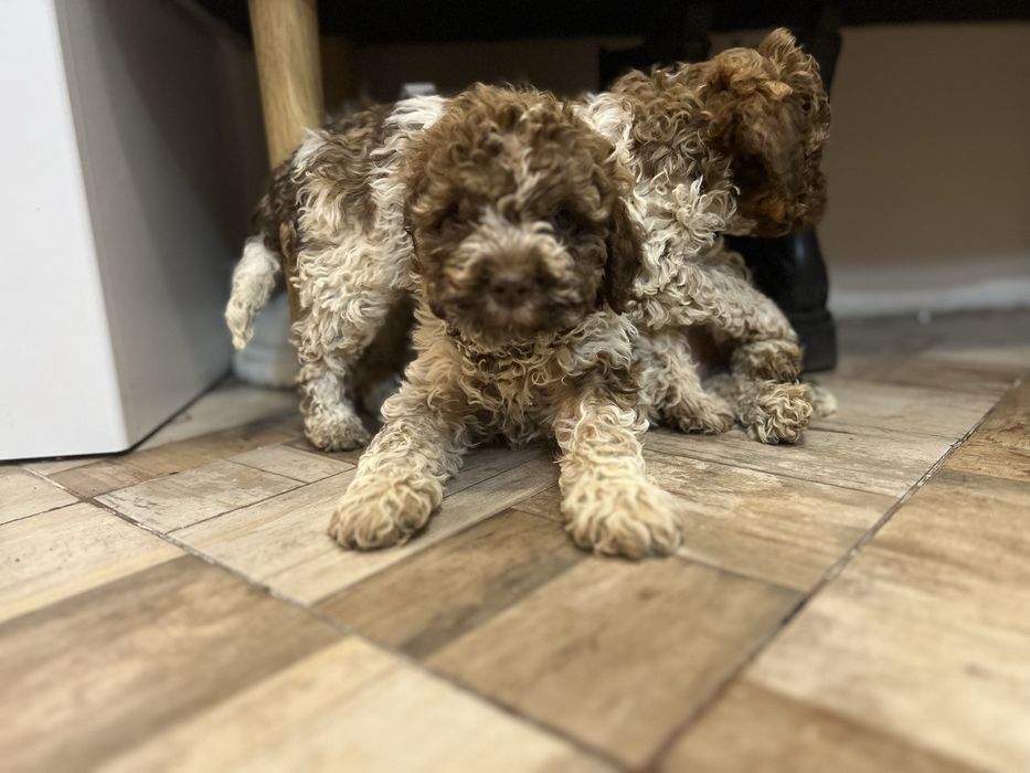 Кученца Lagotto Romagnolo