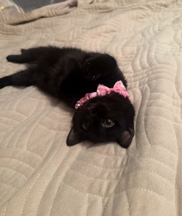 Котенок (5 месяцев) в добрые руки.