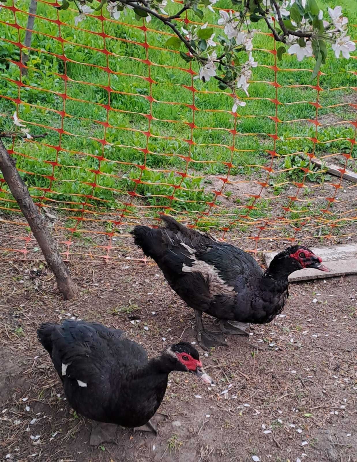 Rate mute negru sălbatic și ciocolatiu
