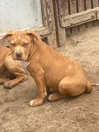 American bully  xl