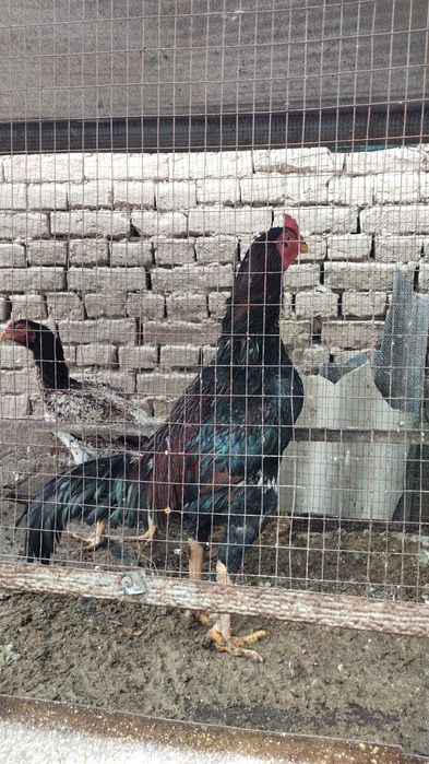 Dakan horoz sotiladi