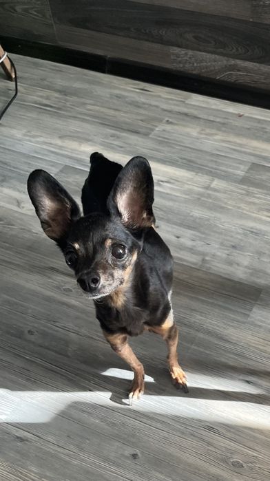 Той терьер девочка  ищит Кабелька