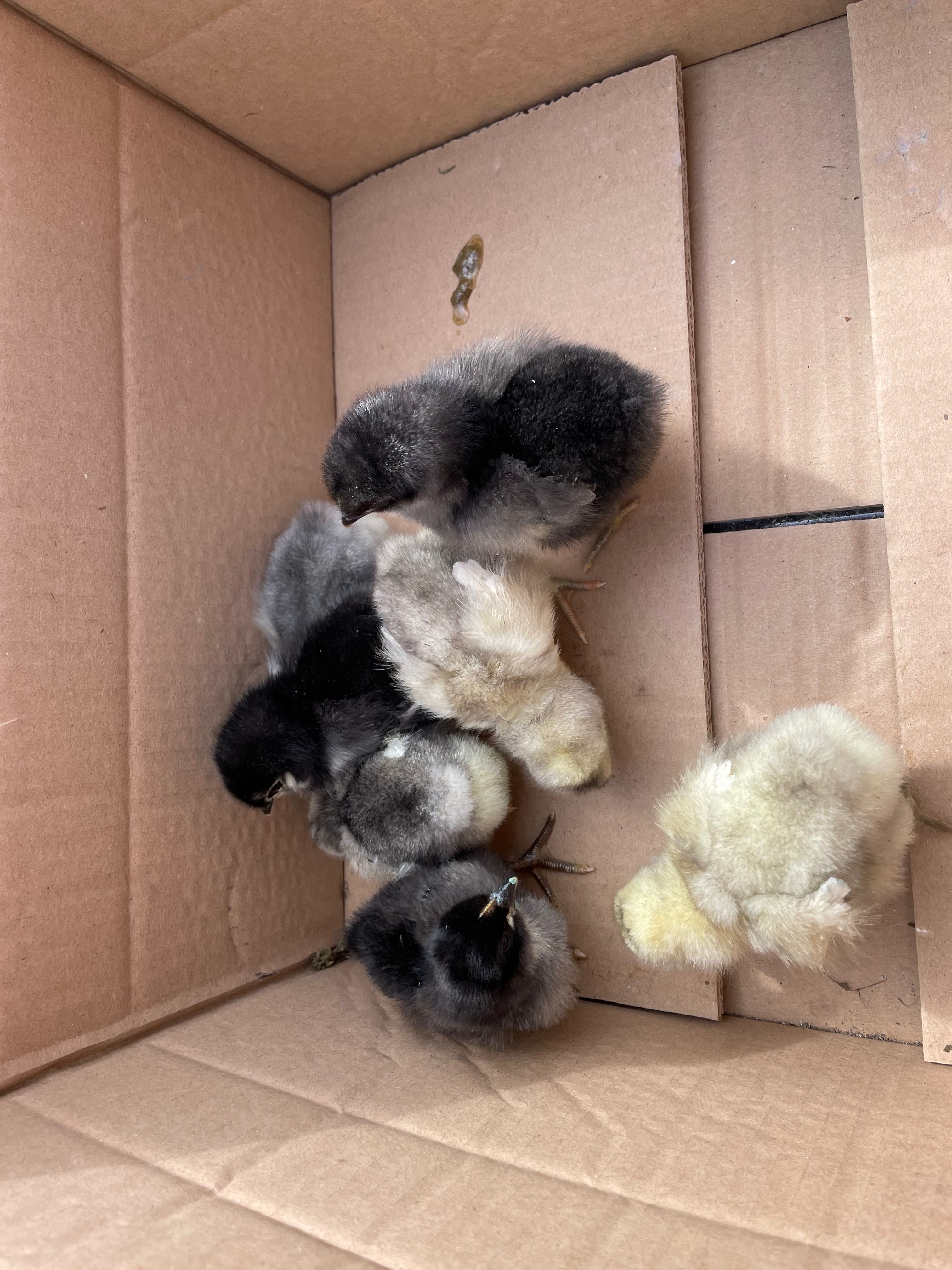 Australorp Albastru și Negru 3-5 zile