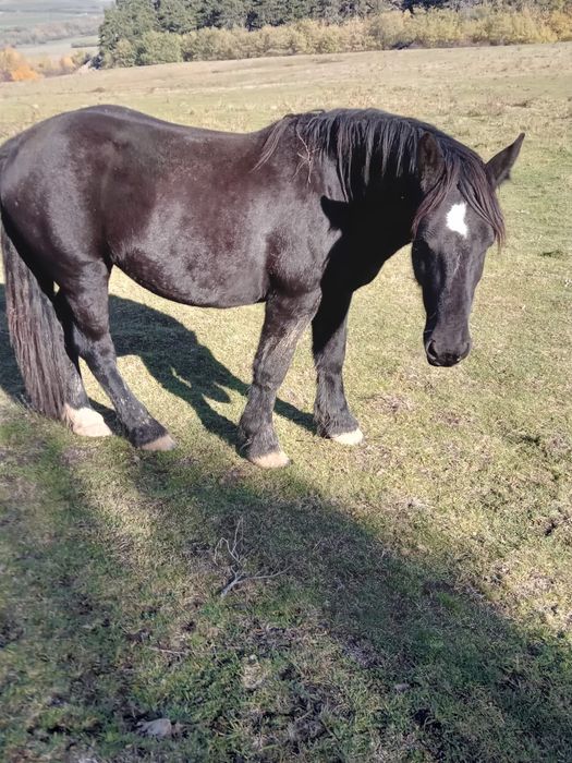Vând mânza neagră de 2 ani