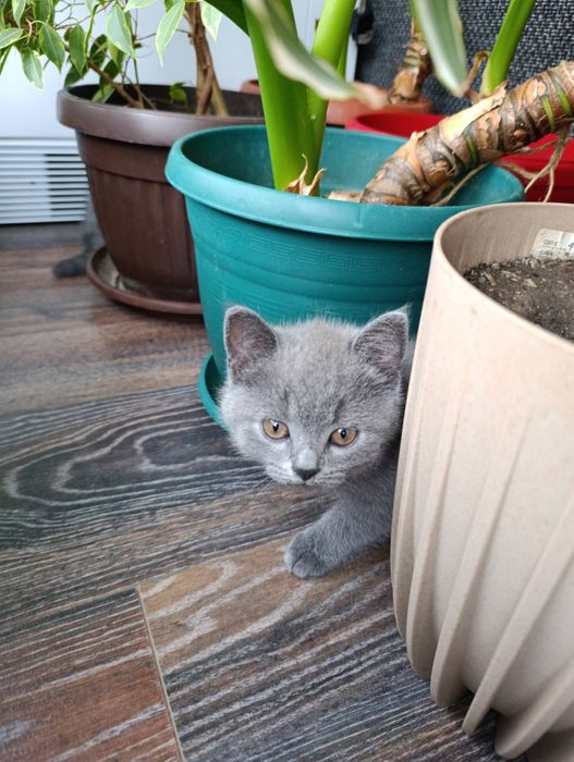 Британски котета