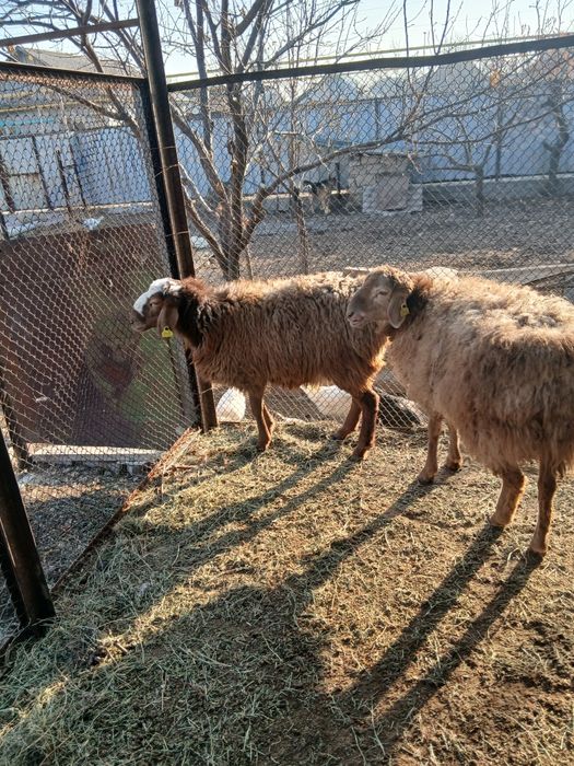 Тоқталар семіз 85000тг