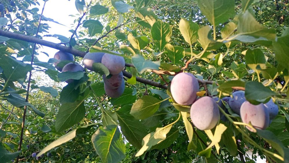 Prune BIO – proaspete, dulci, sănătoase, perfecte pentru consum