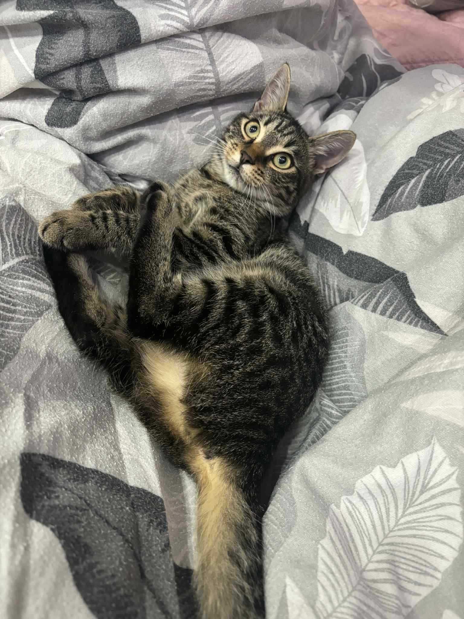 Подарявам женско коте