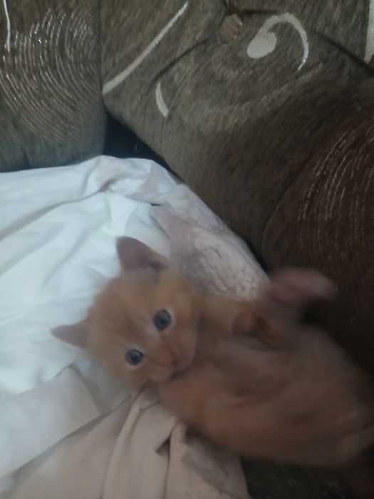 Отдам котят в добрые руки