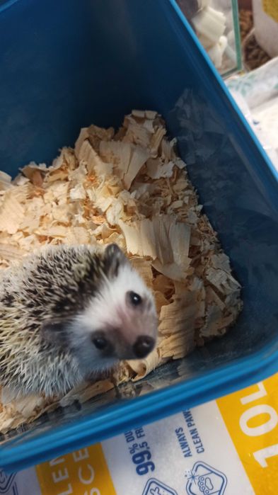 Продавам африкански таралеж на 1г.