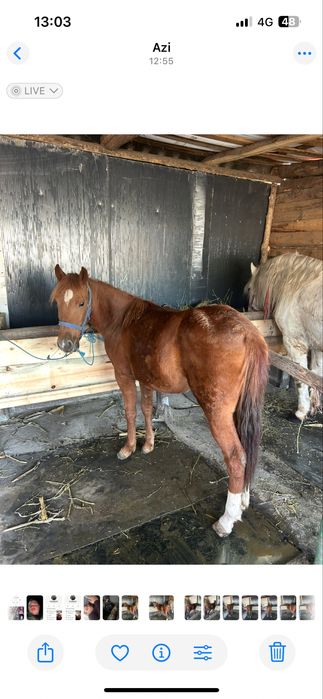 Vand o manza de 7 luni fac si schimb cu alte animale oi , capre ,vitei