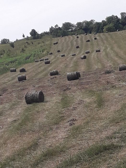 Baloți de fan, Bacau