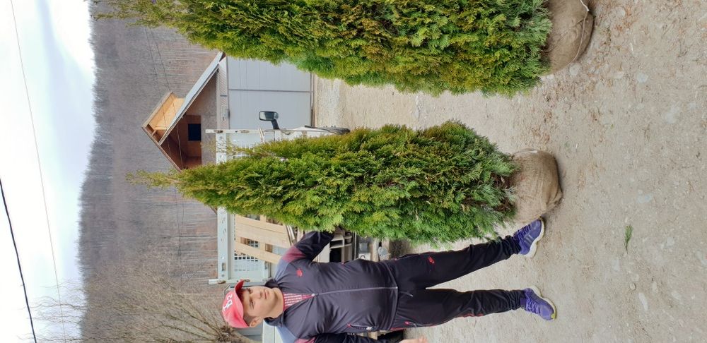 Vindem tuia smaragd de mai multe dimensiuni