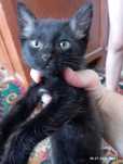 Пристраивается котенок