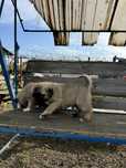 Mascul Kangal deosebit