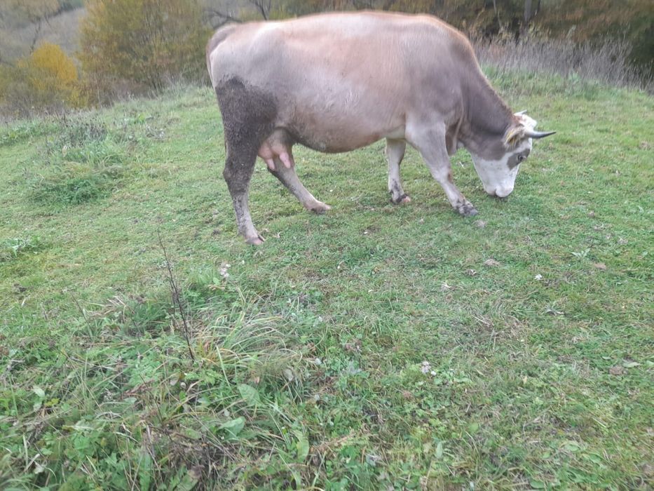 Vaca în vârsta de 2 an jumate