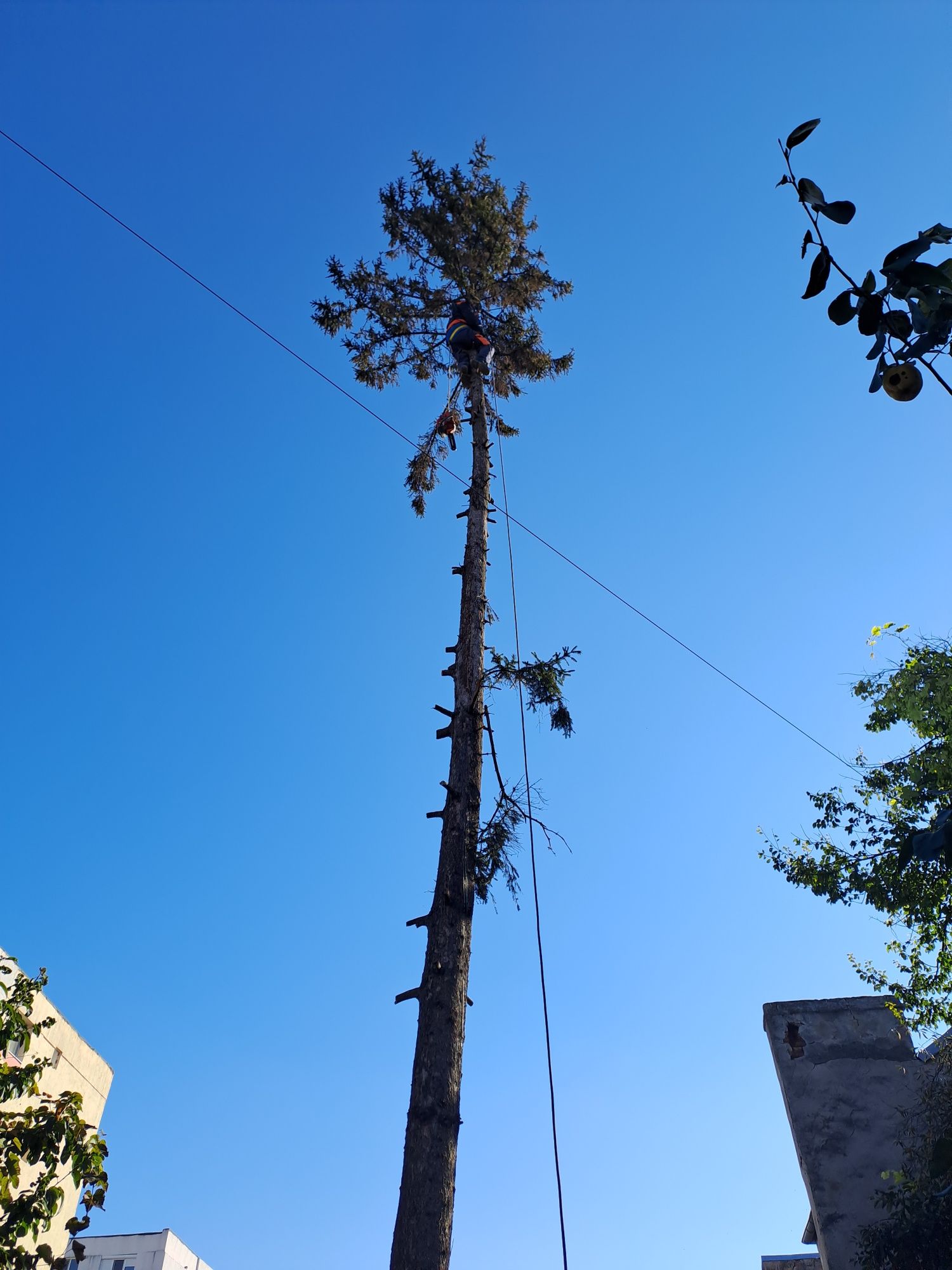Doborare Arbori/Alpinism Utilitar/Rapid și Ieftin.